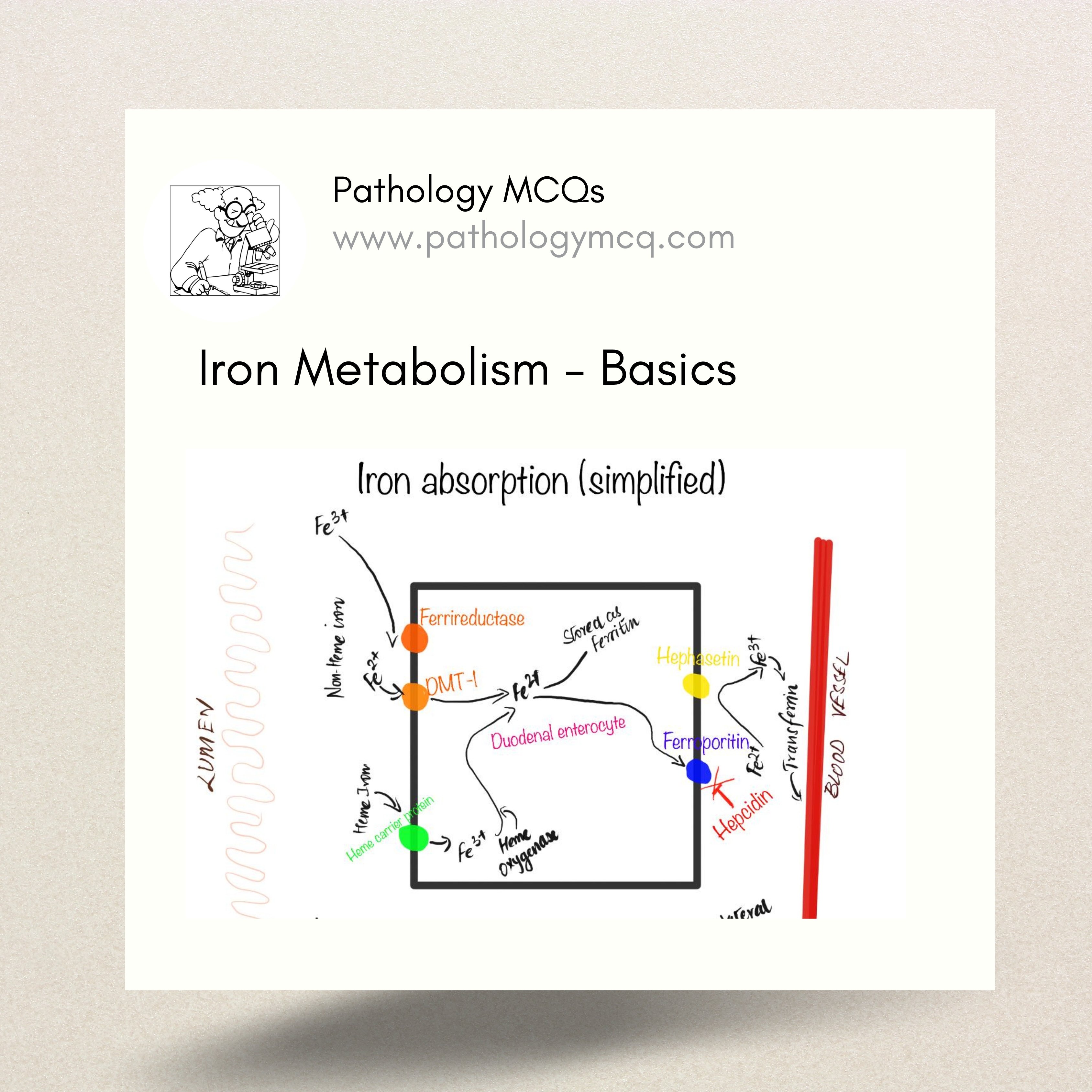 IRON METABOLISM – BASICS