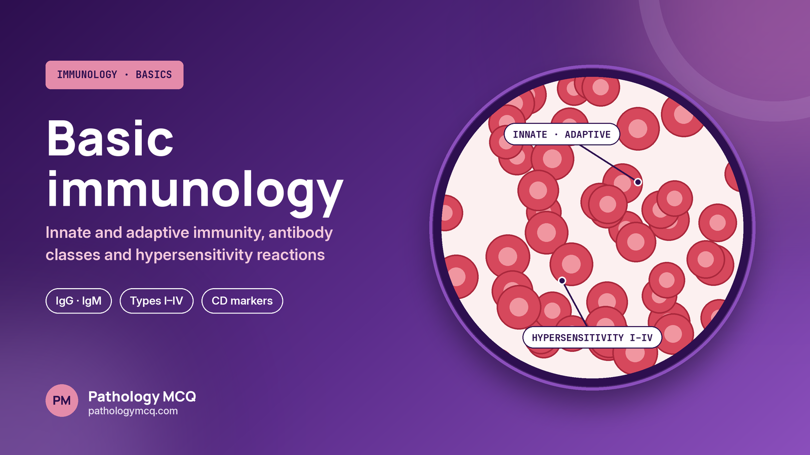 Basic Immunology Revision: Innate and Adaptive Immunity, Immunoglobulins and Hypersensitivity, with Quiz
