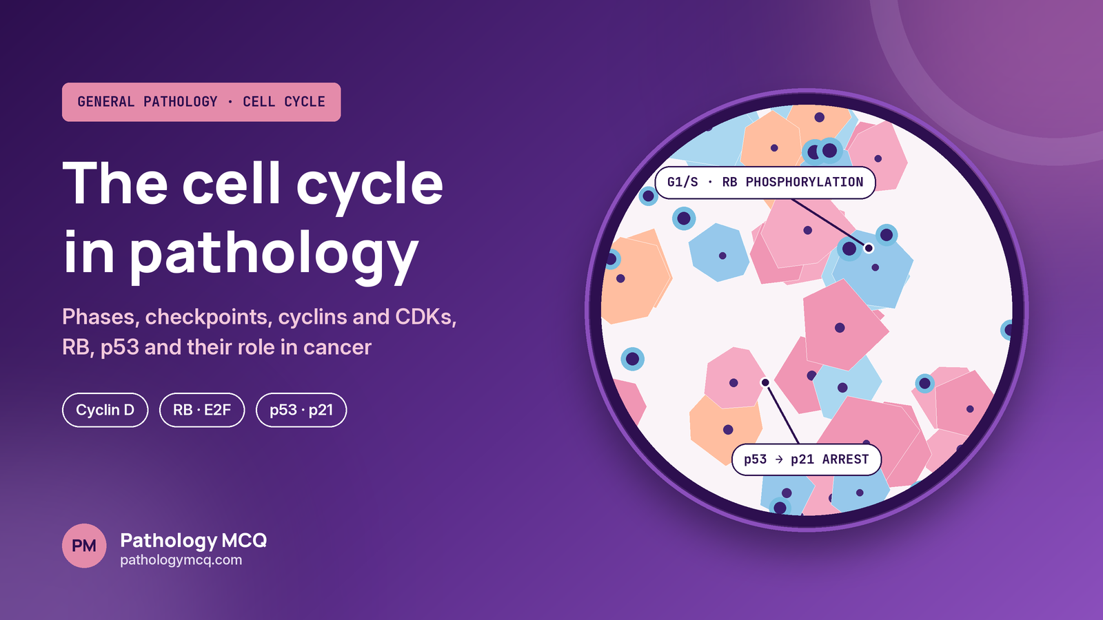 High-Yield Cell Cycle MCQs- General Pathology Overview