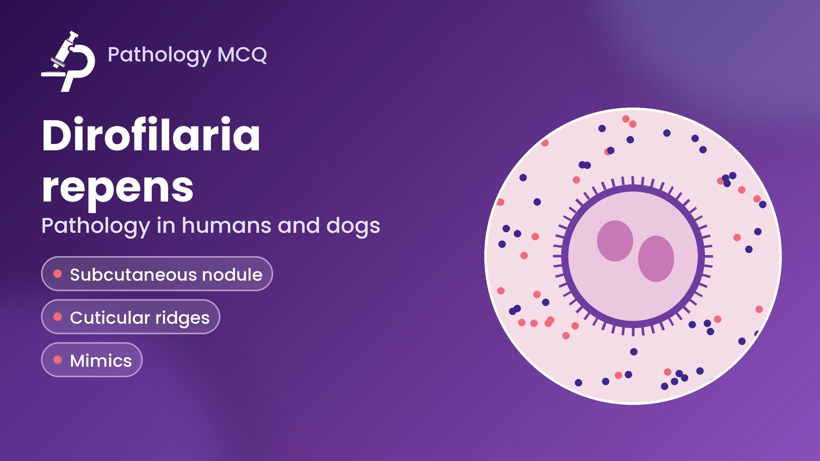 Dirofilaria repens in Humans and Dogs: Pathology, Diagnosis & MCQs
