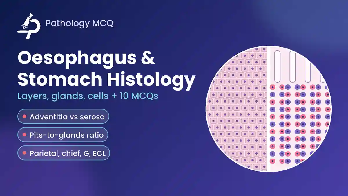 Oesophagus and Stomach Histology: Layers, Glands, Pit-to-Gland Ratios, Gastric Cells, Virtual Slides and MCQs