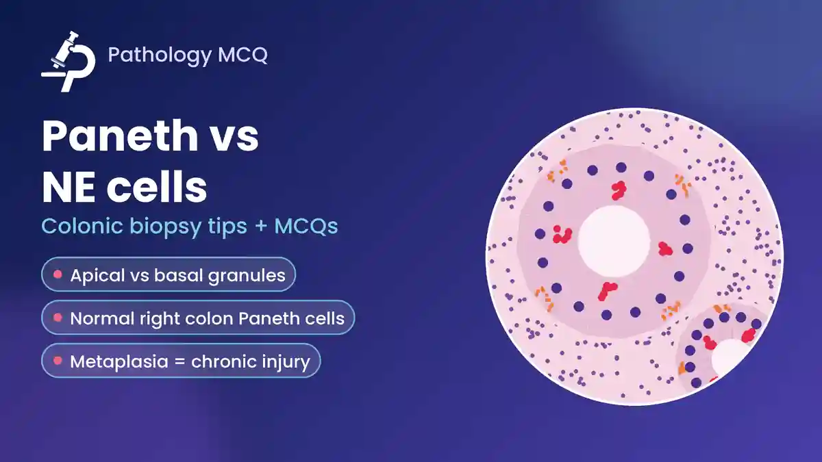 Paneth Cells vs Neuroendocrine Cells in Colonic Biopsy: Granule Position, Normal Distribution, Metaplasia, Stains and MCQs